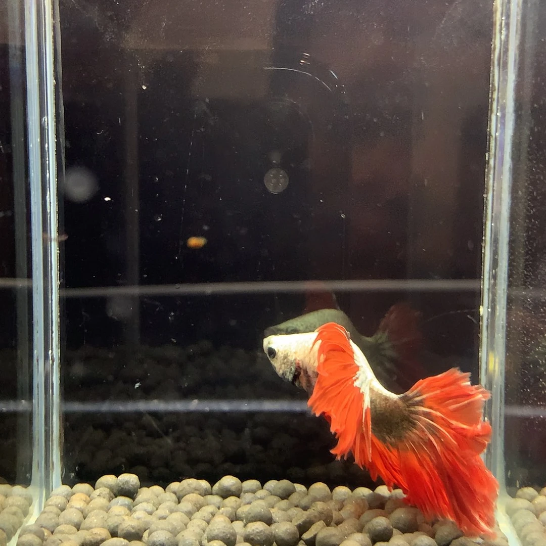 斗鱼七弟泰国斗鱼89