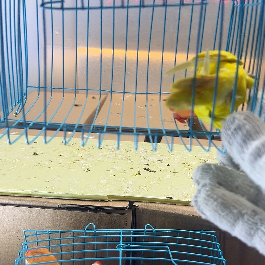 桃脸牡丹鹦鹉牡丹黄金丝