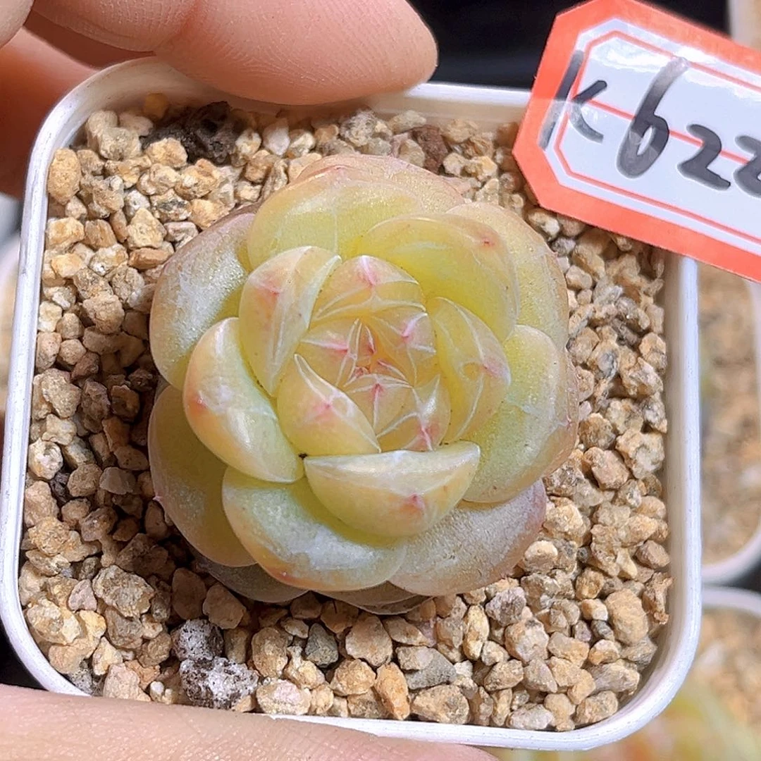 K622  躺平  满18包邮