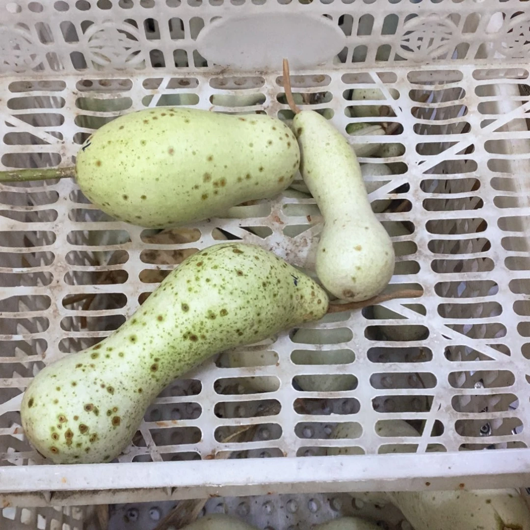 民**业文玩葫芦青皮葫芦