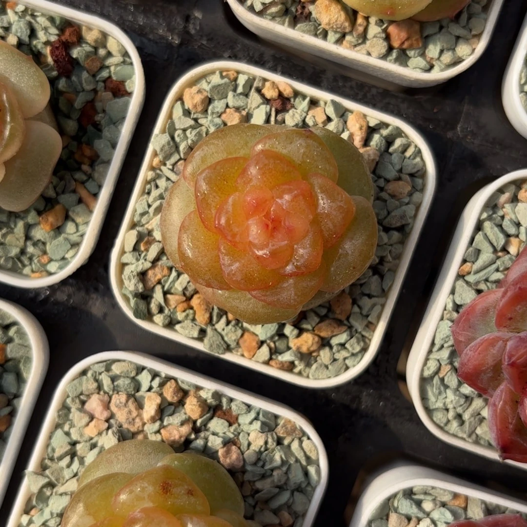 珍妮杂交一物一拍