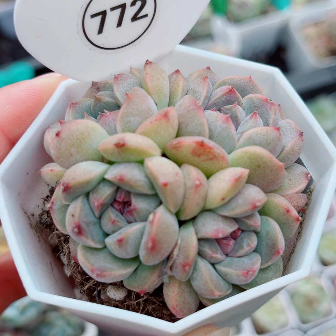 风靡园艺蜜月珍妮群