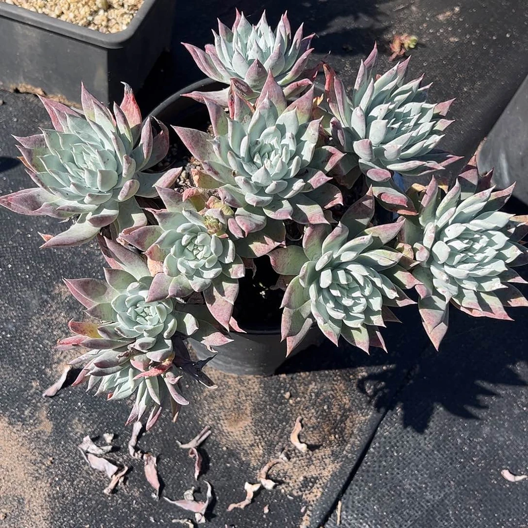 小鹿多肉一物一拍