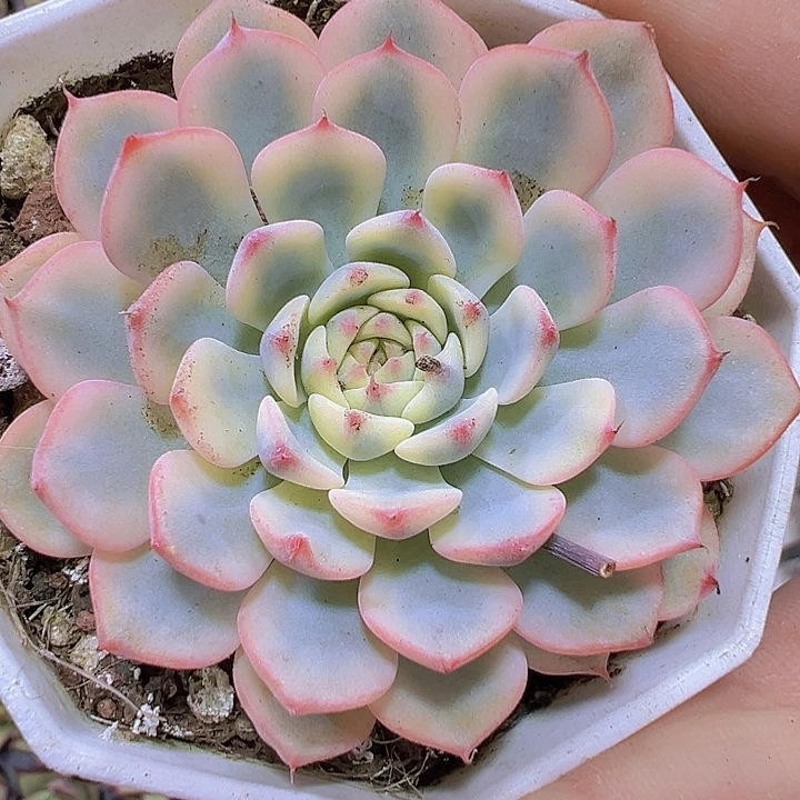 姬莲锦19包邮多肉植物