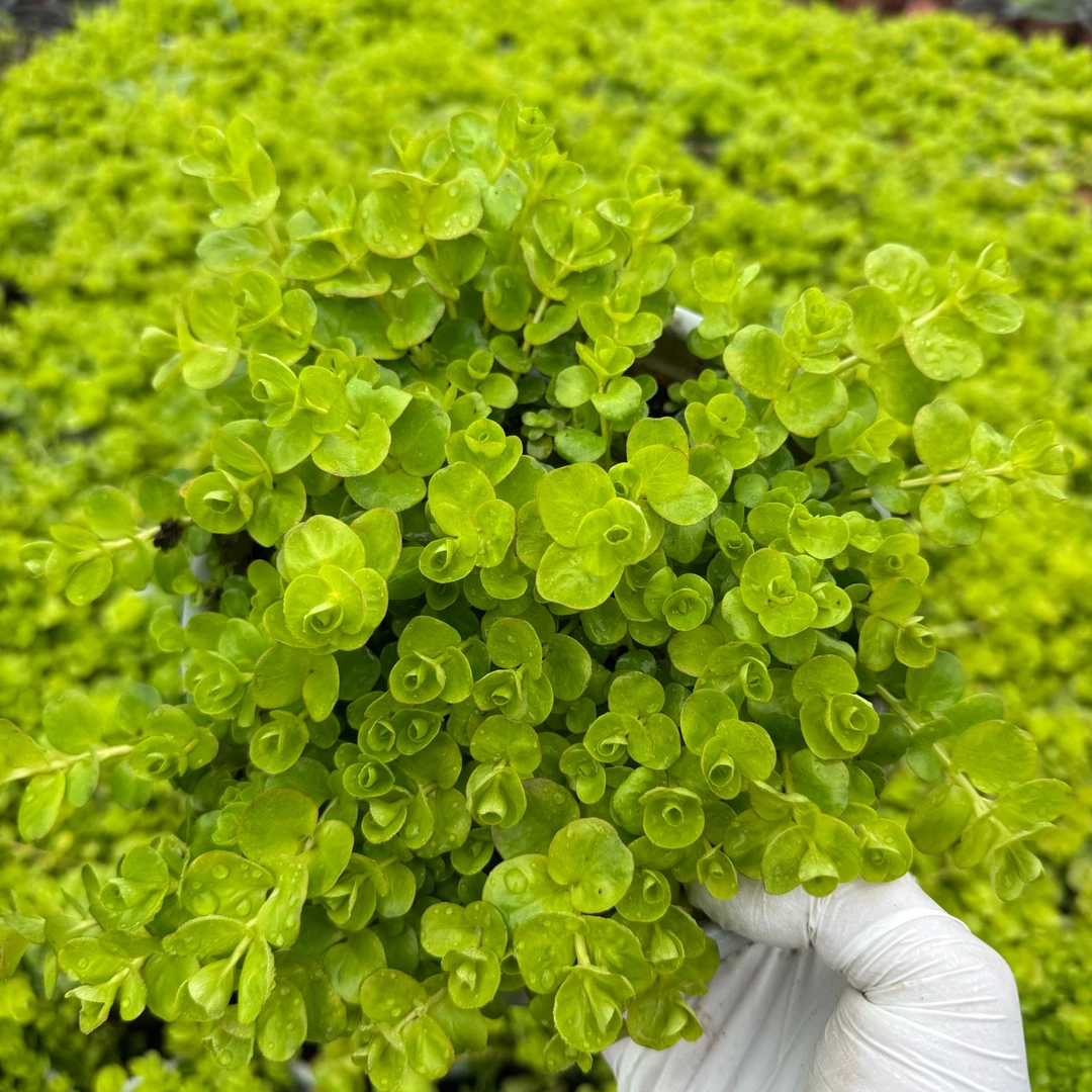 金叶过路黄盆栽地被可垂吊多年生耐热耐寒观叶常绿好养活花境植物