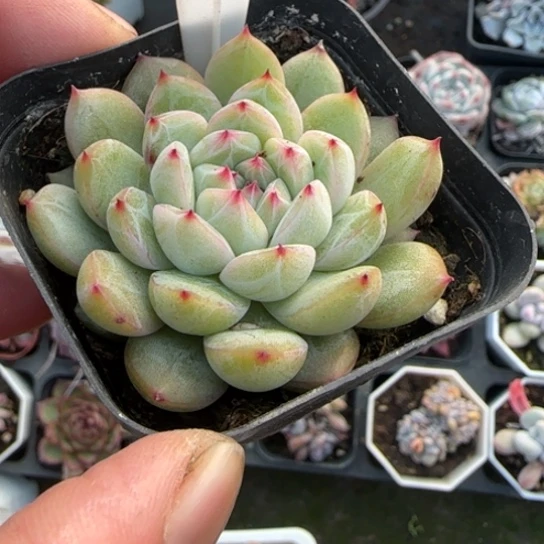 173雪花珍妮多肉植物多