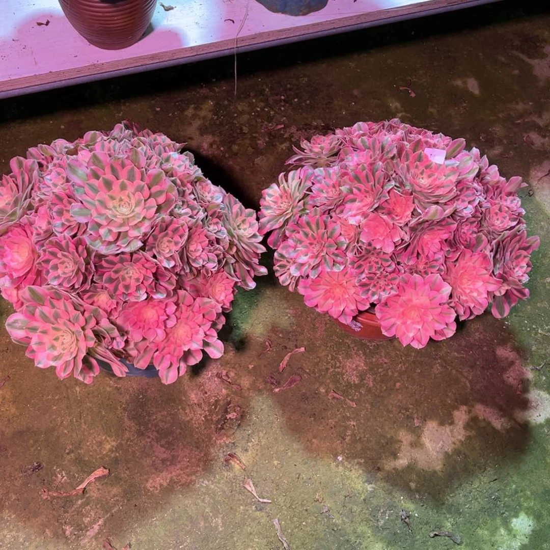 多肉植物大女巫2颗916