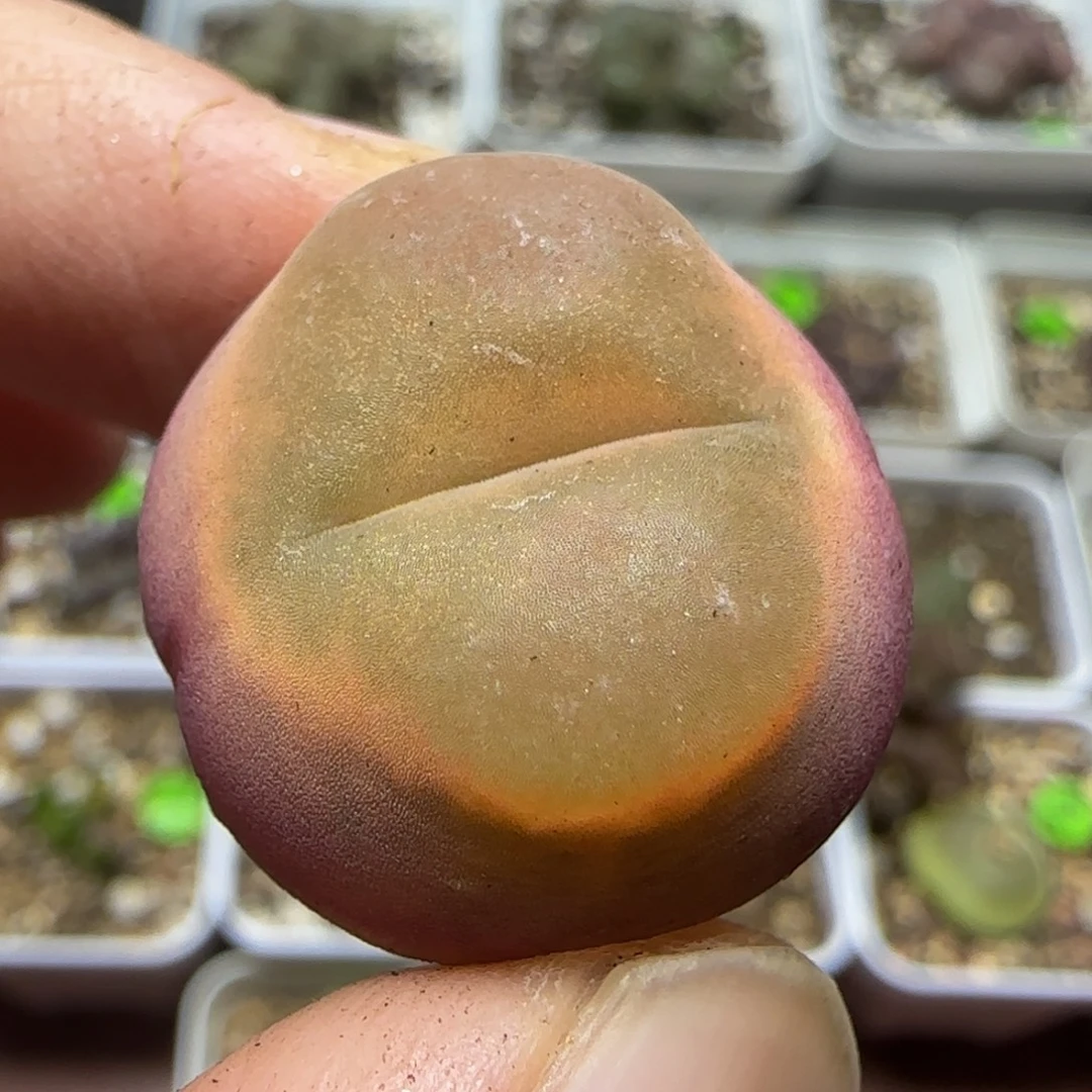 2.3漂亮多肉植物50