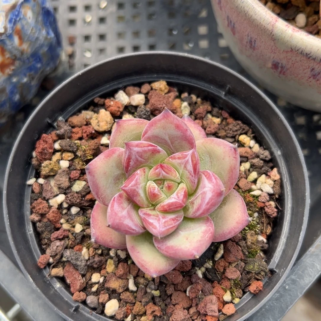 红拉糖（满38包邮）多肉