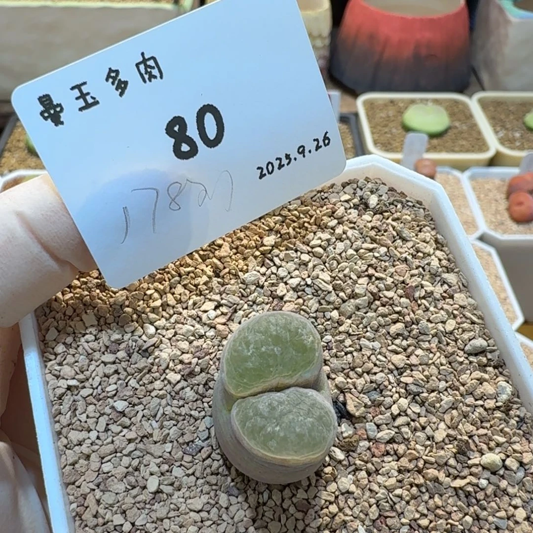 可***包多肉多肉多肉9.26-080 磁铁1787.1