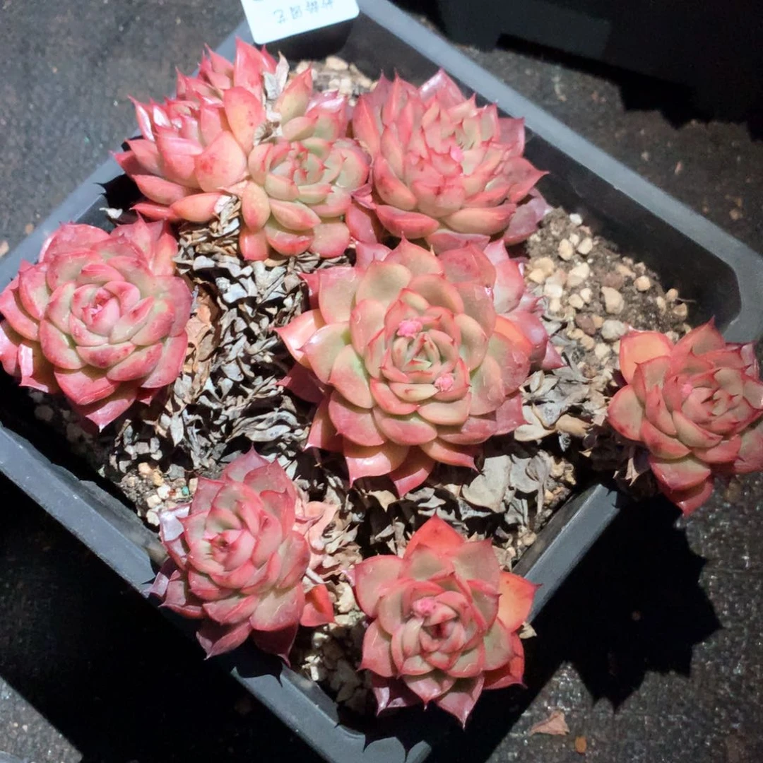 4449瑕疵不售后特价处理