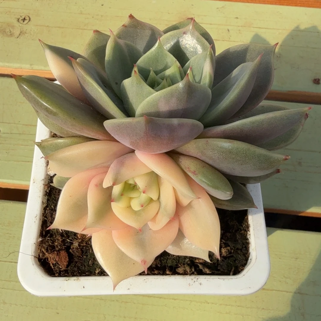 贝加尔湖锦锦上园艺一物一拍