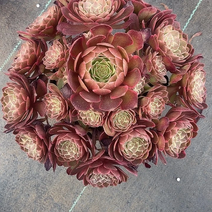 多肉植物粉花妖锦，