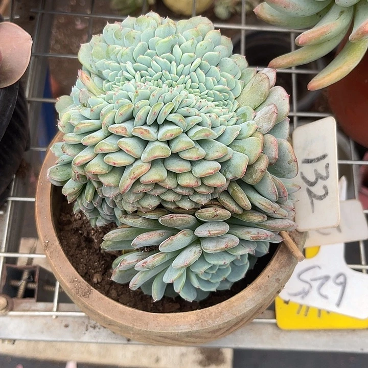 两单包邮，一物一拍白胖子缀132