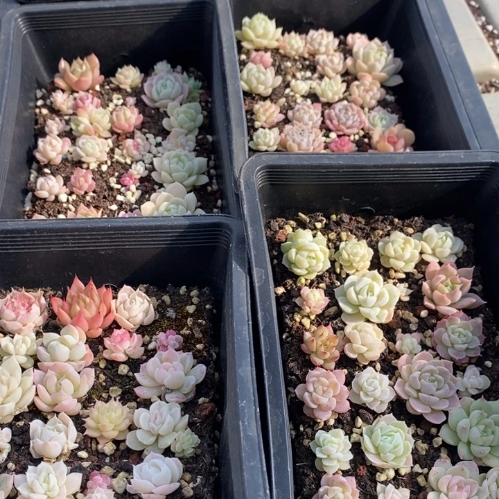 149 多肉植物盆栽花卉
