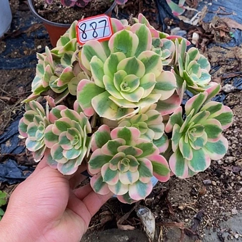 粉女郎老桩捧花887号
