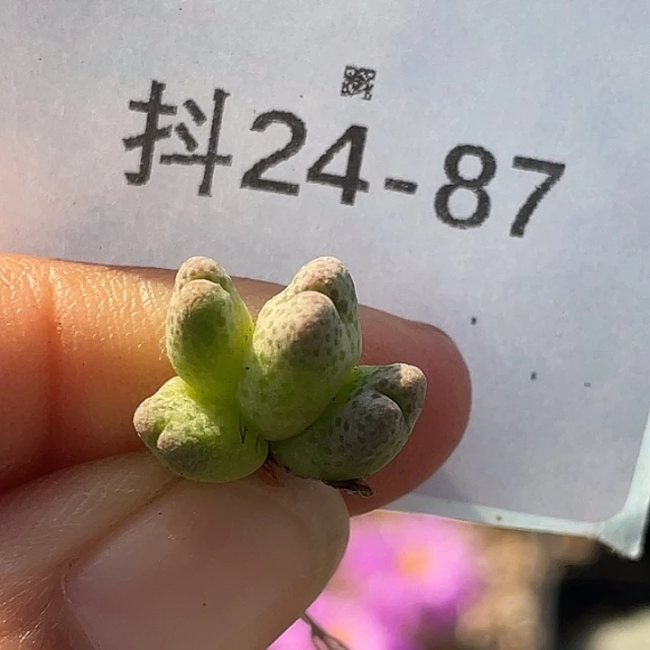 24-87斑马955d肉锥