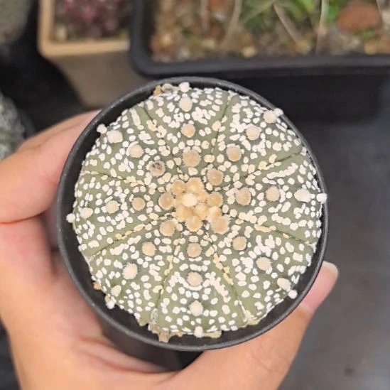 实生超兜3号直径5.5带盆土