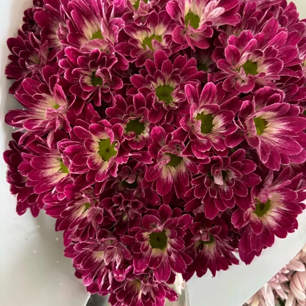 南极星 小雏菊9支+1支损耗