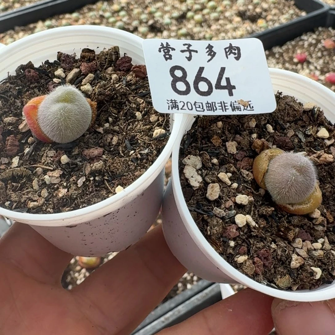 864两颗带盆发货长毛翠滴