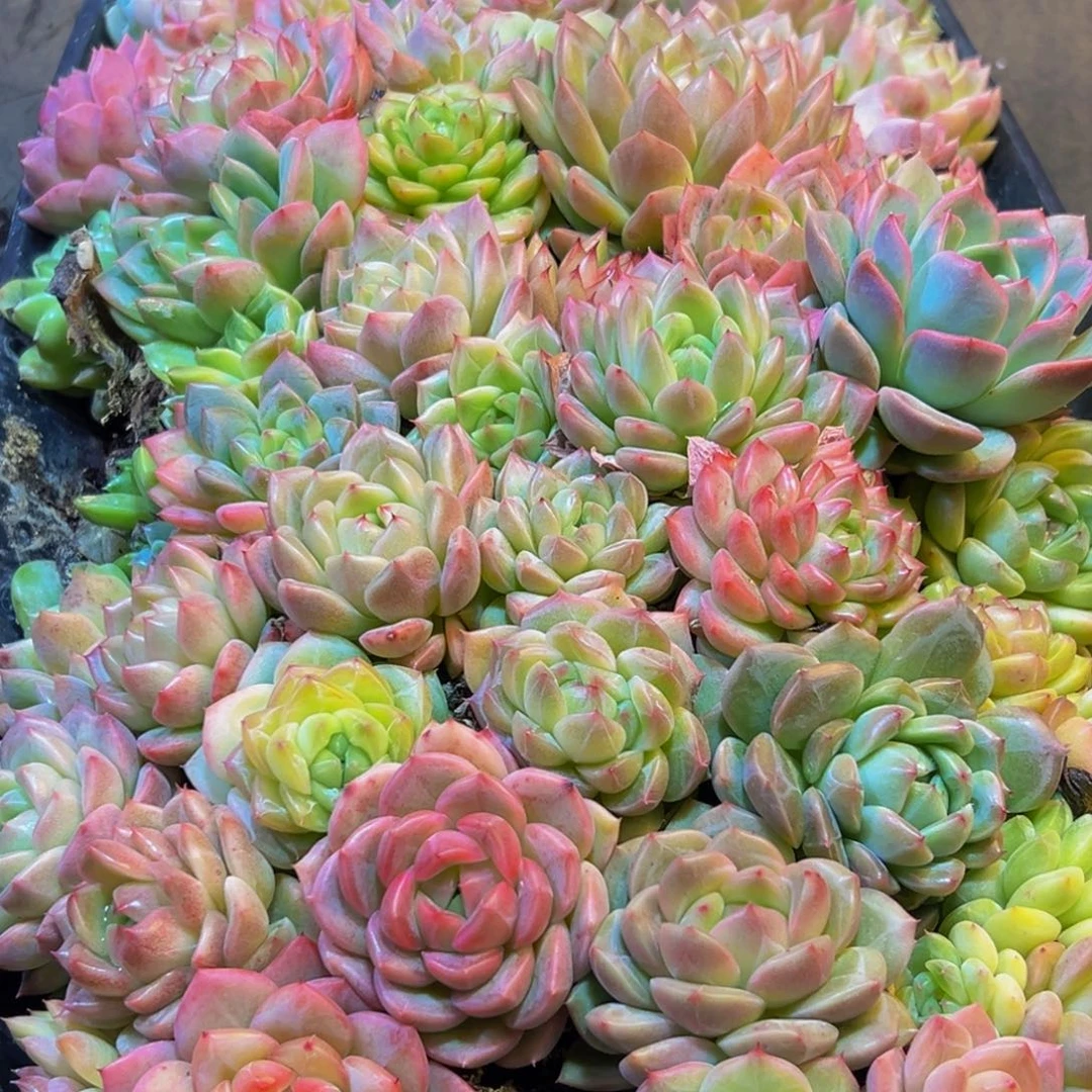 288多肉葡萄 领导人物简介曾