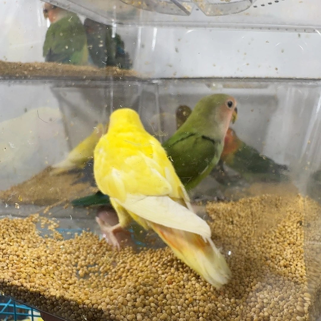 虎皮鹦鹉牡丹一只