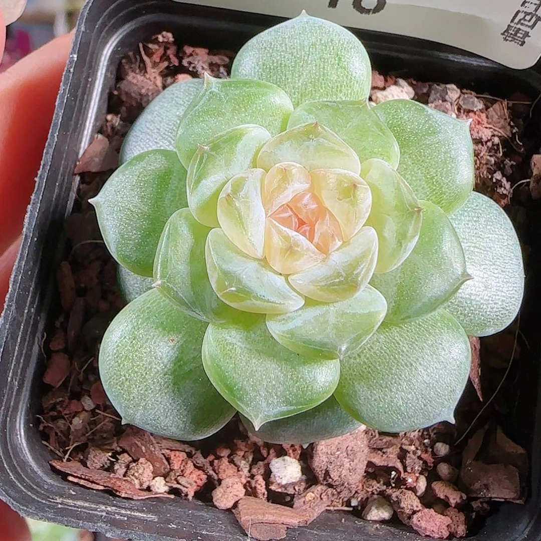 0720-:-18初夏糖心珍妮
