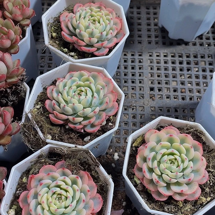 姬莲锦带盆土发货