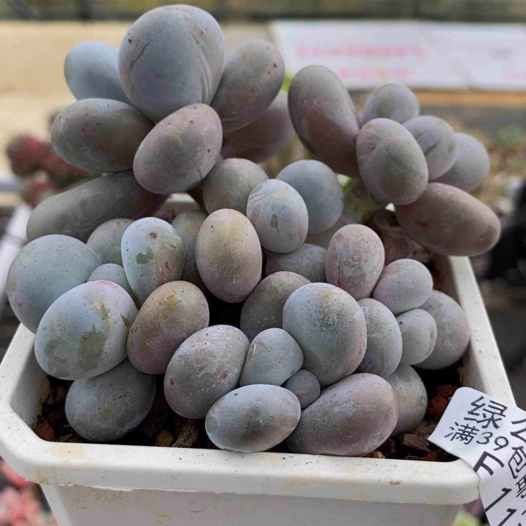 1174水光针9cm多肉