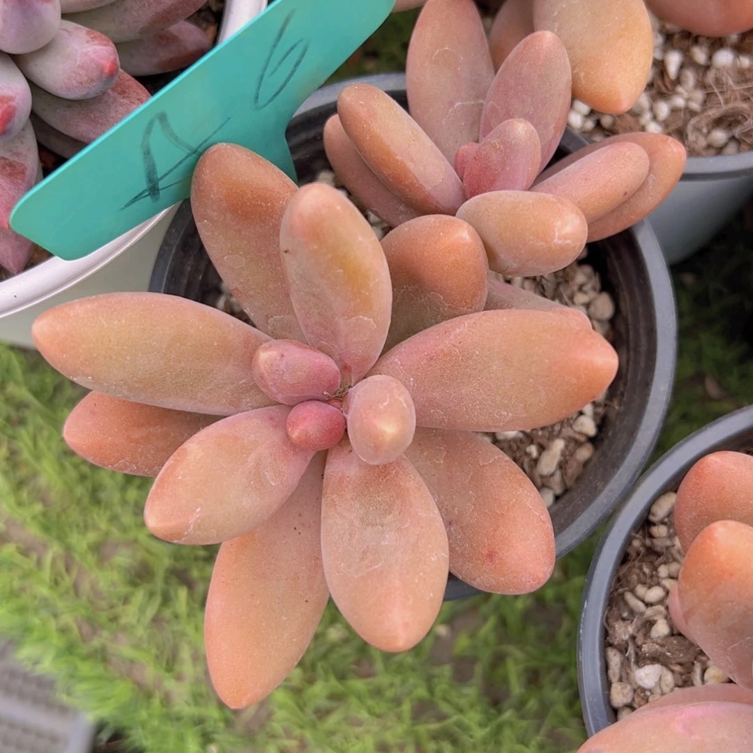 香玉的故事是一个人的故事