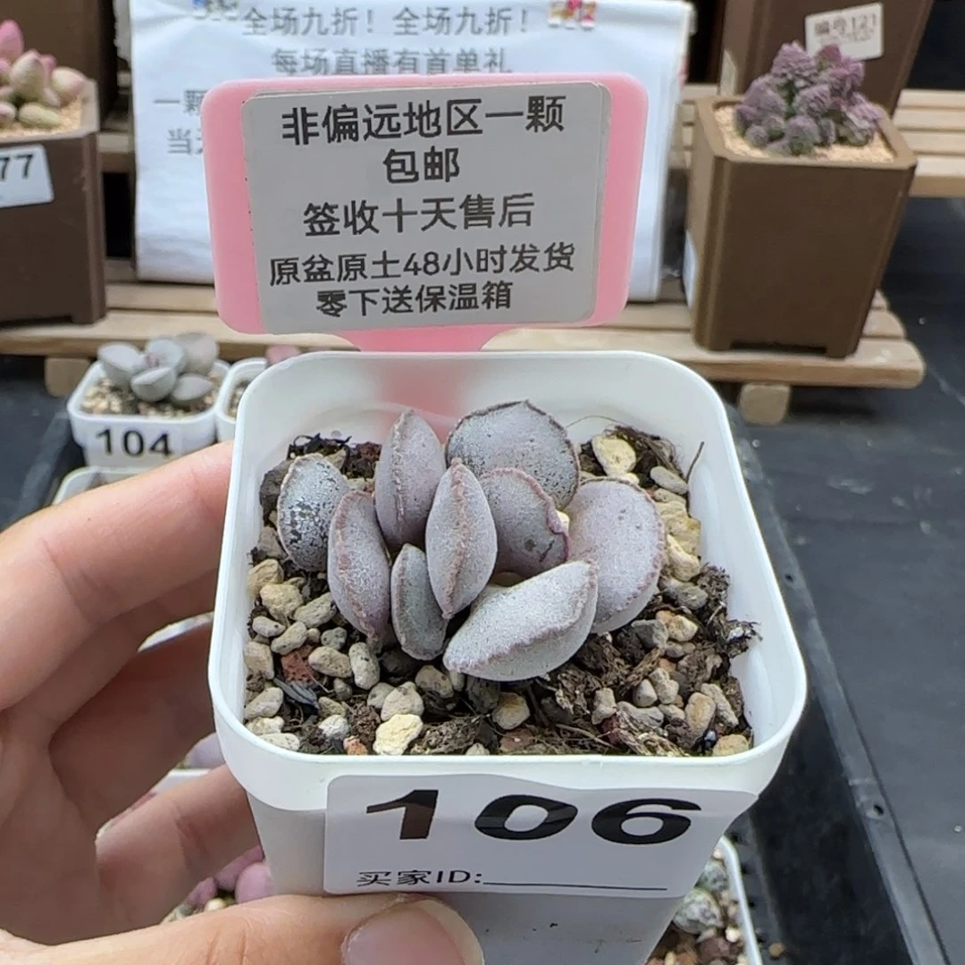 106蕾丝红蛋多肉