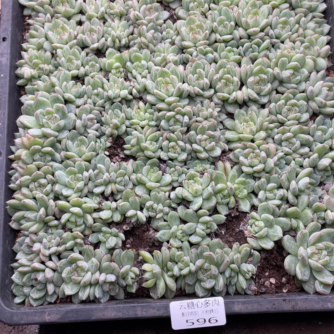 云糖心多肉植物596