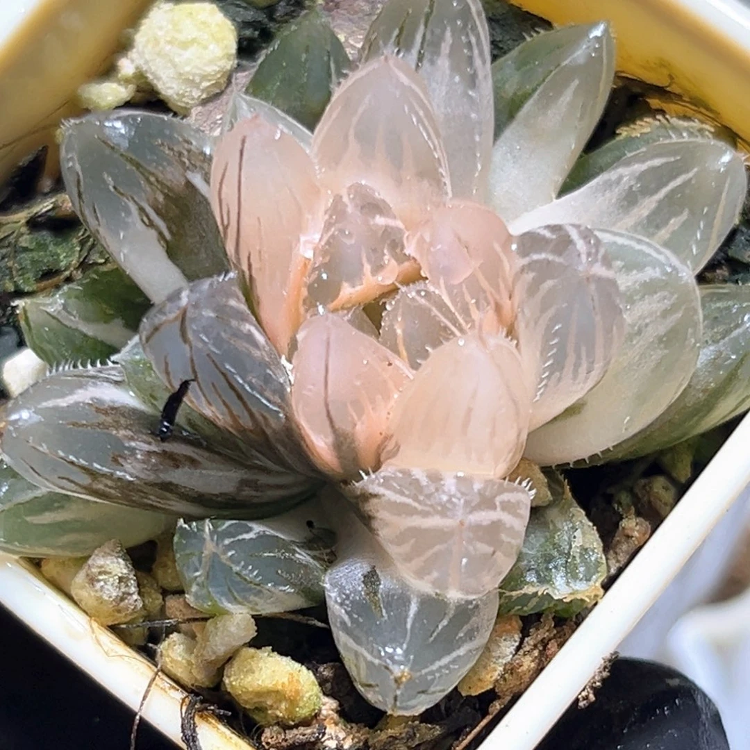 恭喜发财大吉大利3690