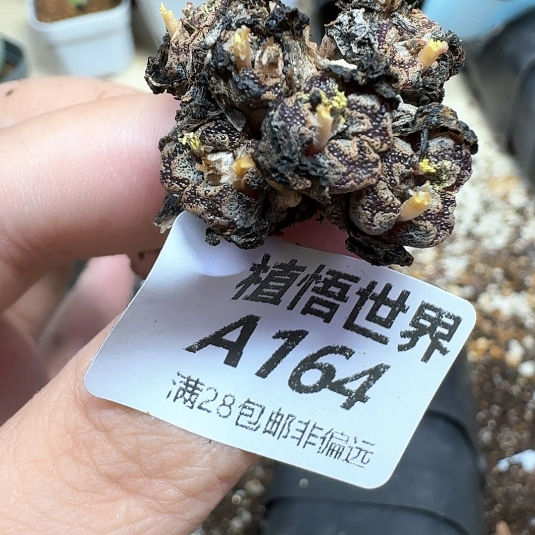 多肉植物的润泽和dd