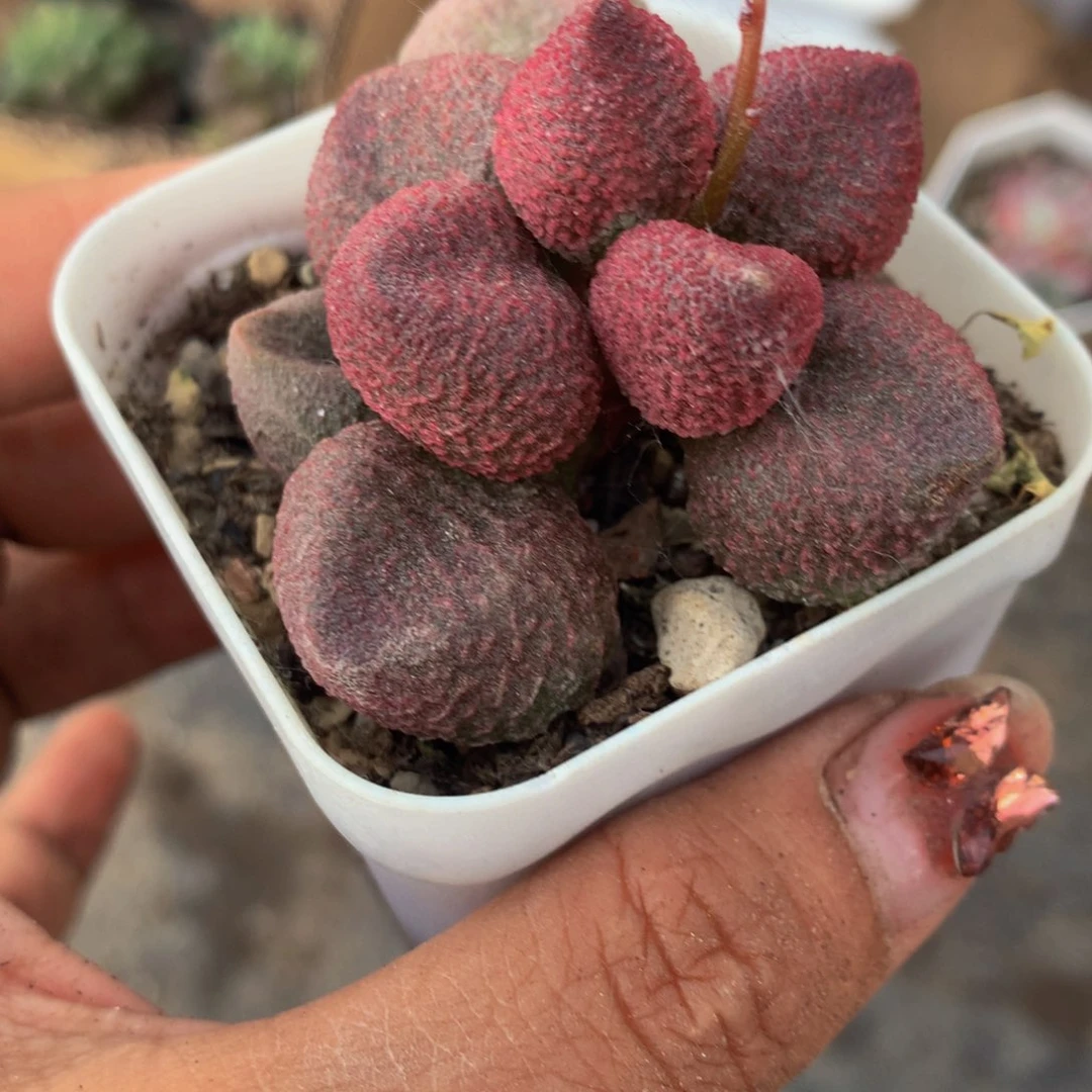 夏娃。 （不满9.99发叶子）