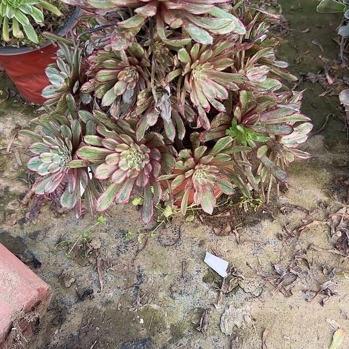 水*多肉法师植物链接2