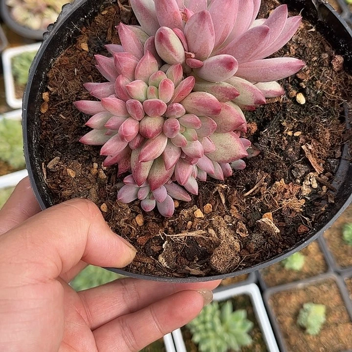 车厘子群多肉植物