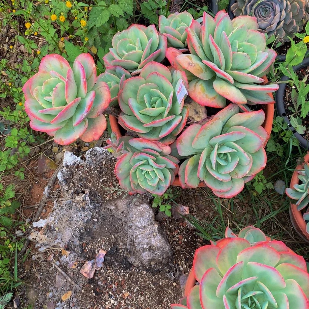安***然血凤群生多肉植物