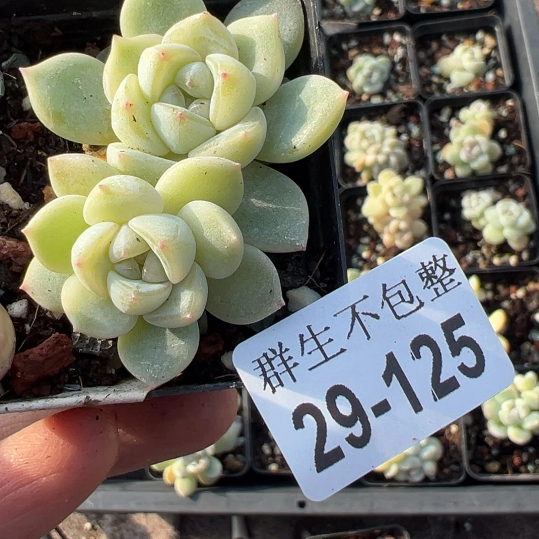 不****家小卡拉米糖心一物一拍29-125