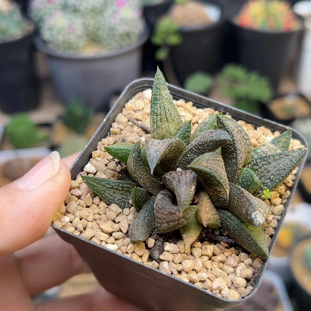 锦带桥硬叶十二卷子
