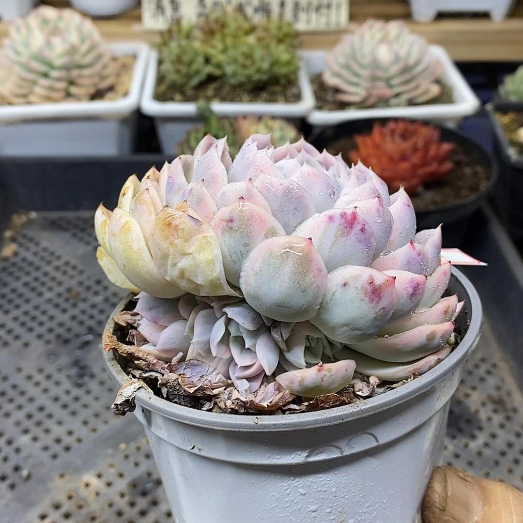 0468 大雪球锦带 4 个崽