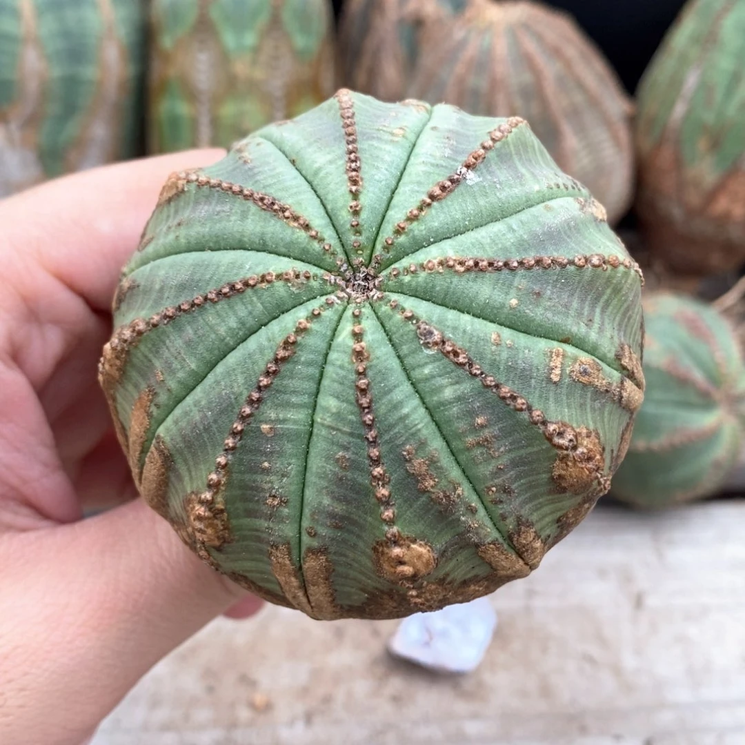 12 欧系实生布纹球多肉植物