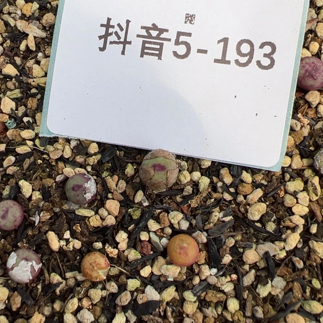 5-193量拍1380b小红嘴一颗