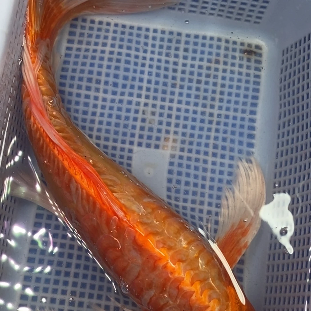 锦鲤冷水锦鲤包邮