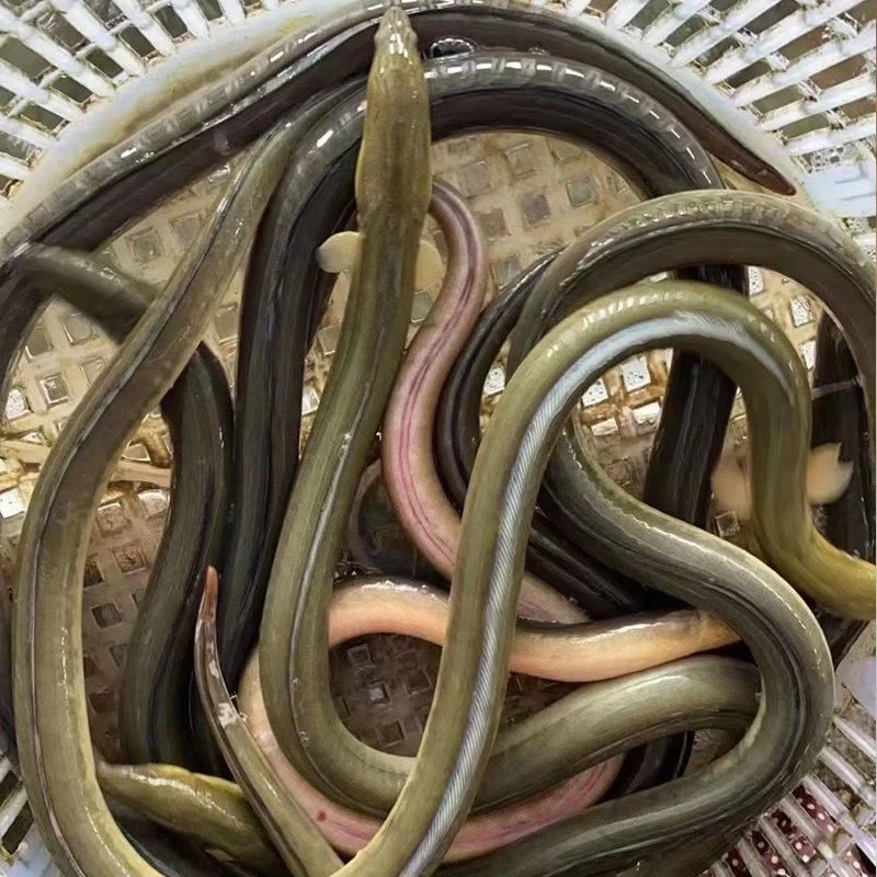 【顺丰空运】东山岛野生土龙鲜活发货超大1-3.5斤1条高端海鲜包活