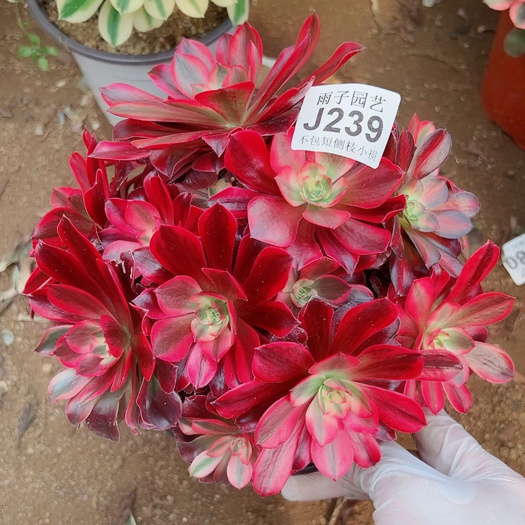 239美度沙尺寸20左右