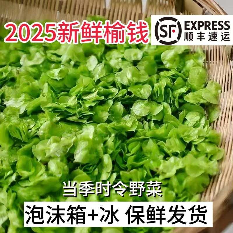 【顺丰】现摘现发新鲜榆钱儿野生野菜时令榆钱串榆钱叶窝窝头1/4斤
