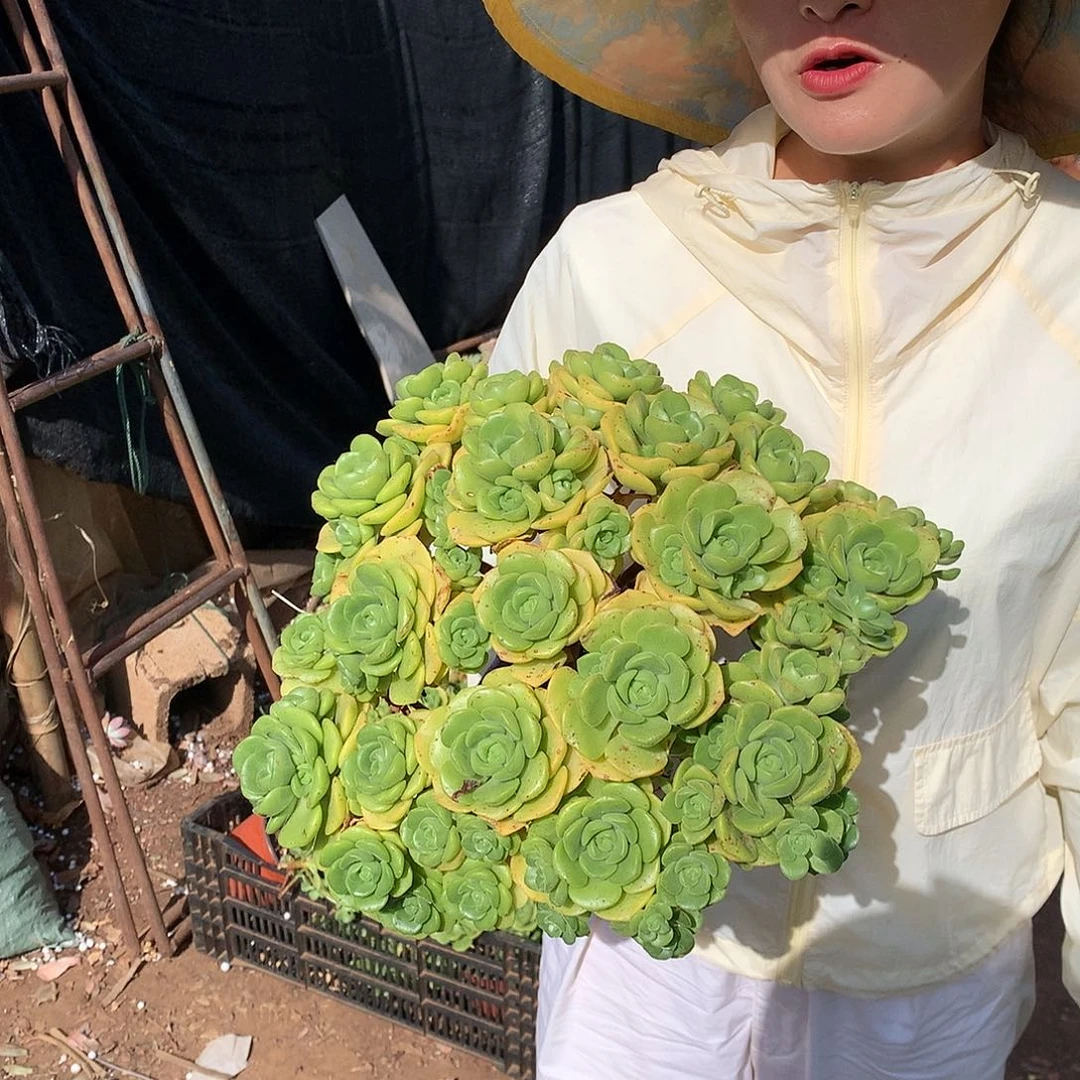 多肉植物推荐百合丽丽20