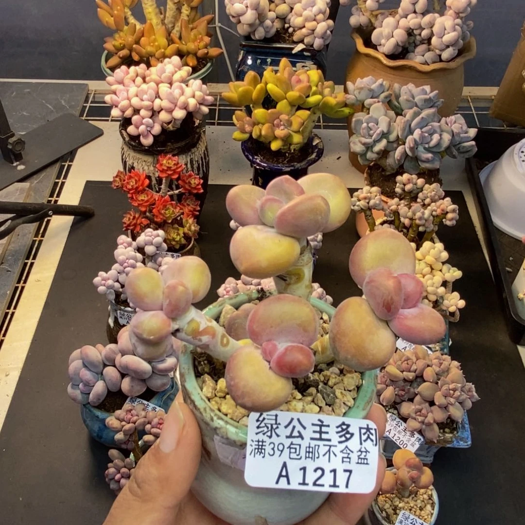 217芒果奶kk奶多肉7cm