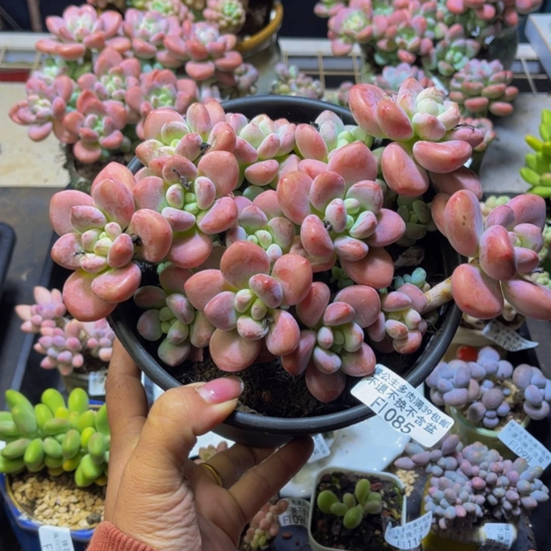 樱花洛神085/16cm多肉